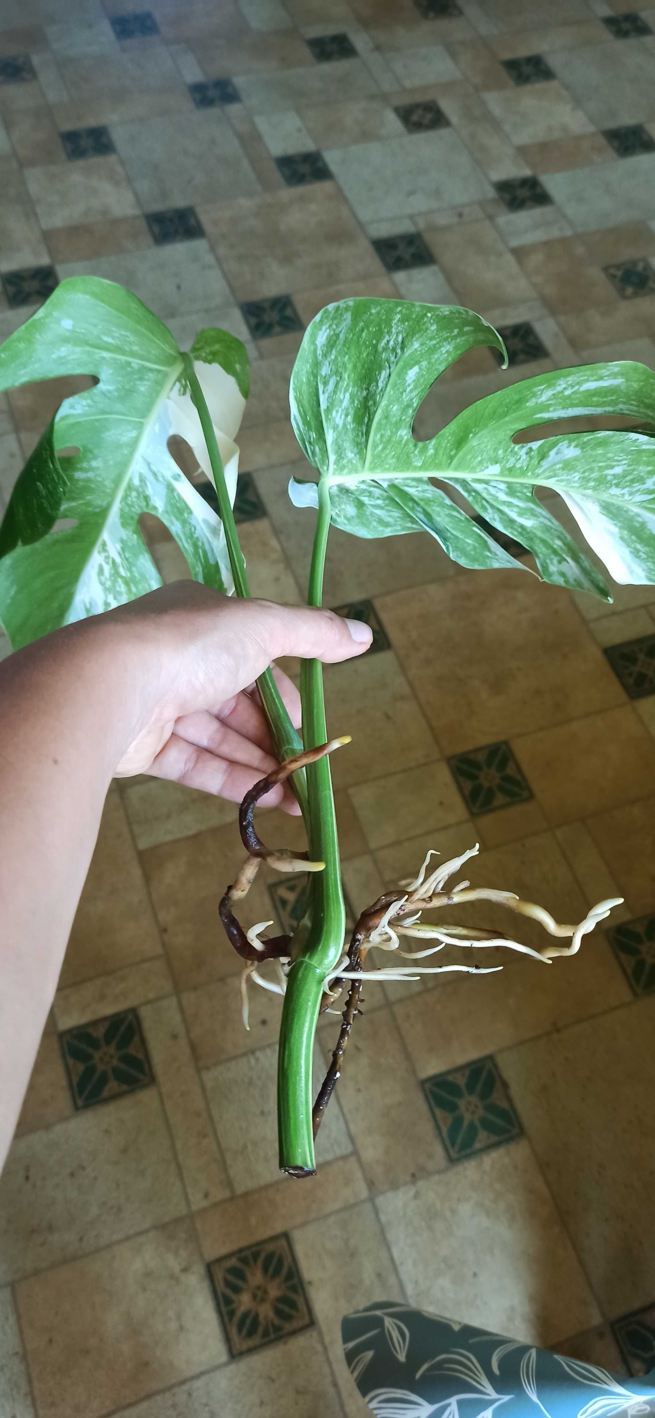 Monstera variegata szczyt