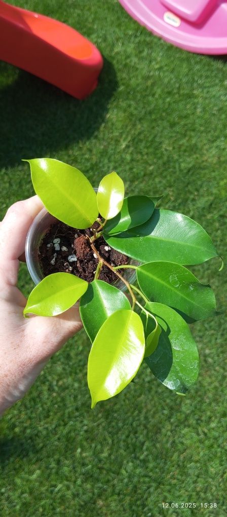 Ficus Benjamina Esther