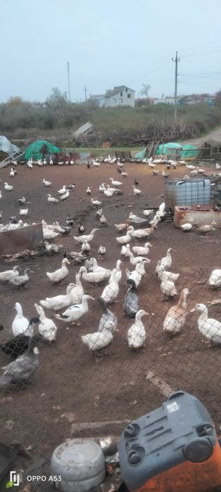 Продам Качку мулард живою вагою
