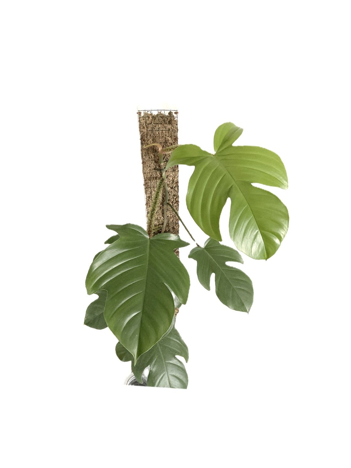 Palik grow vertical z mchu sphagnum hydroponika gruz bigos