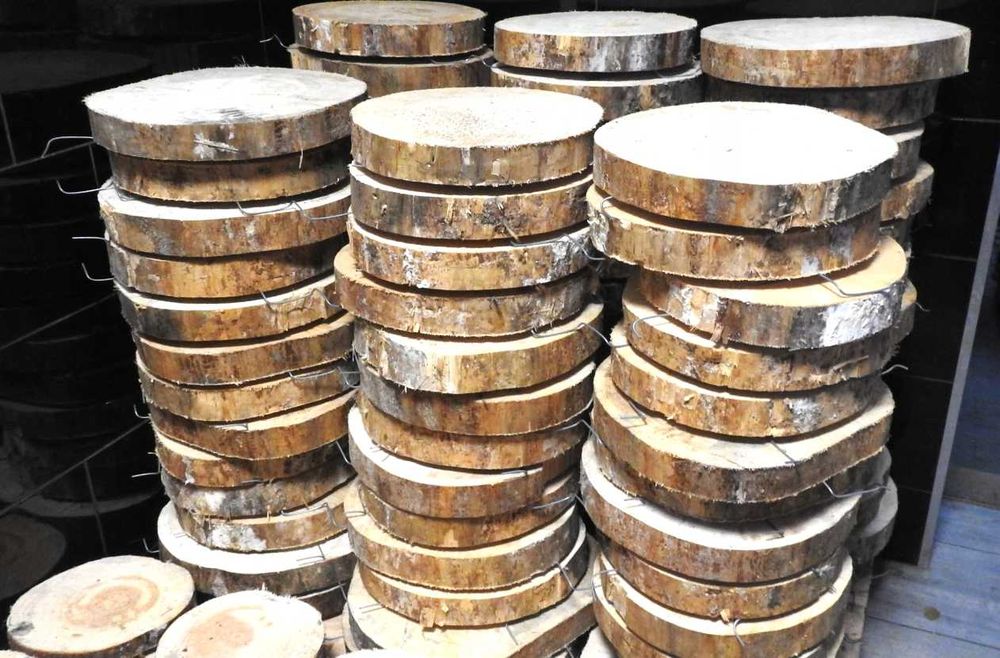 PLASTER DREWNA KRĄŻEK plastry dąb olcha brzoza grab modrzew sosna