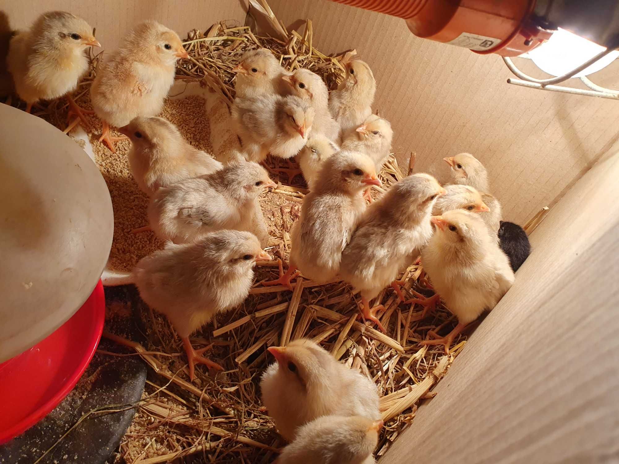 Pintos leghorn isabella e australorp