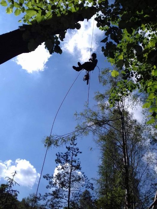 Wycinka drzew, pielęgnacja drzew, czyszczenie działek, usługi rębakiem