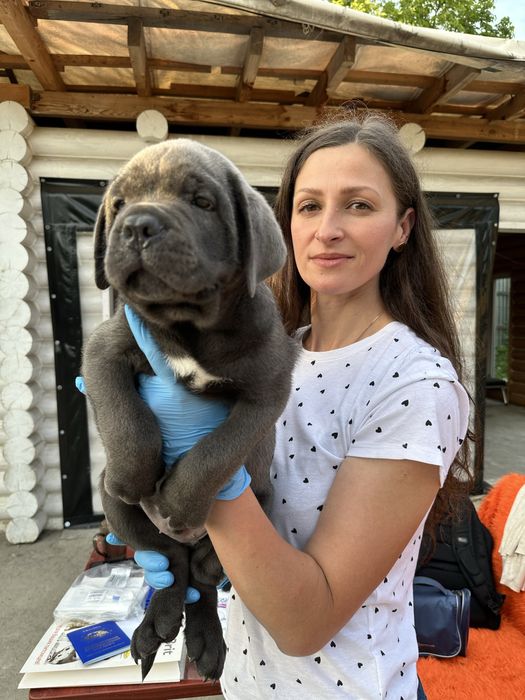 Голубий хлопчик Кане Корсо Денні 2міс– цуценя від професійного клубу