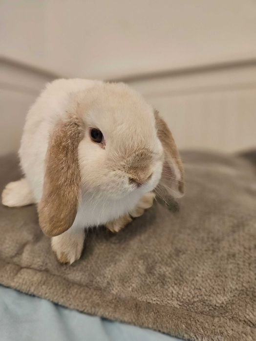Króliczek mini lop chłopczyk 11 tygodni