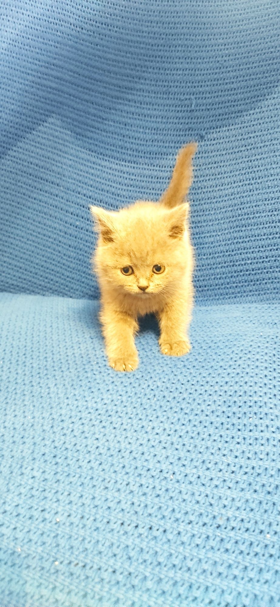 Продам котят scottish фолд  і scottish страйт