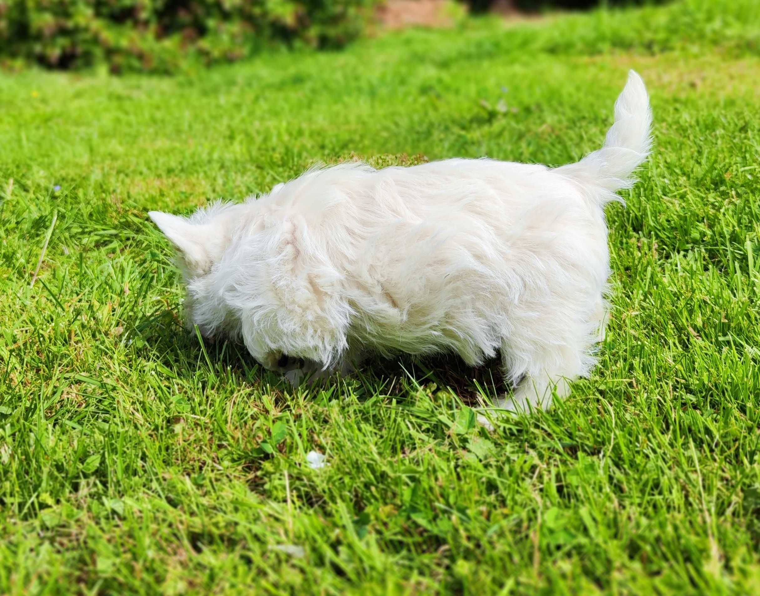 West highland white terrier - suczka