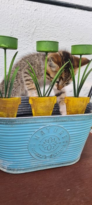 Gatinhos para adoção
