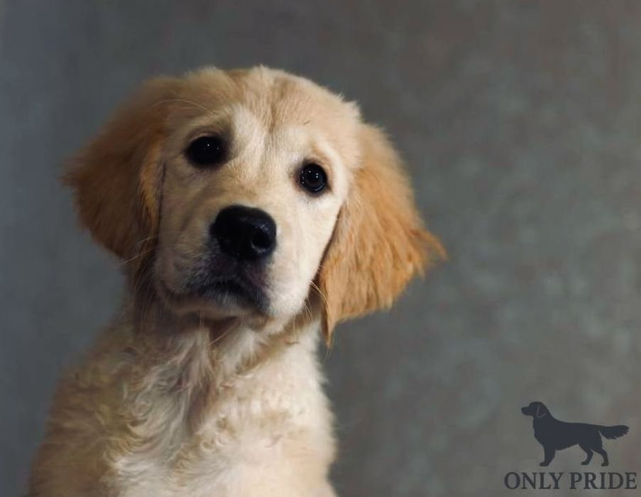 Золотистий ретривер