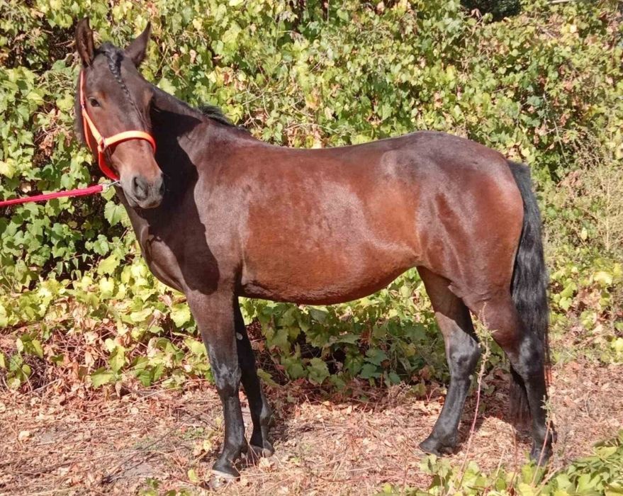 Продається молода, перспективна кобила трьох років.