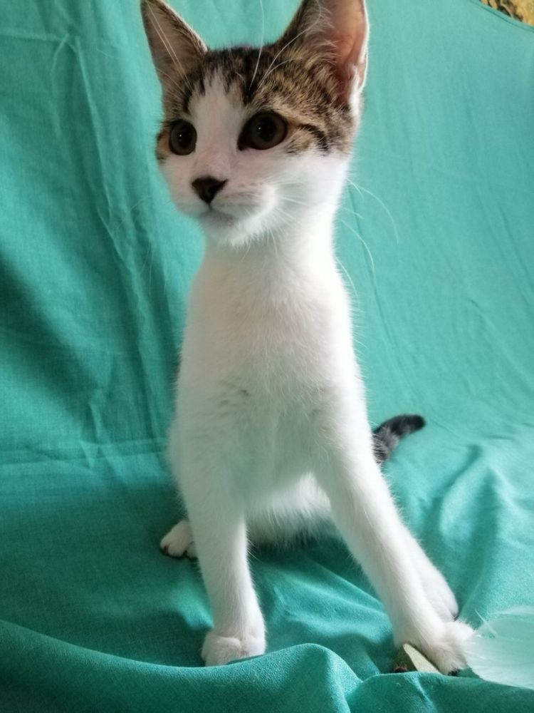 Котята ищут любящую семью