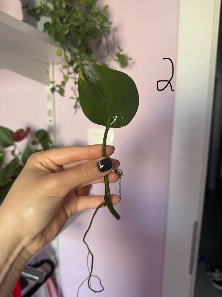 Epipremnum aureum