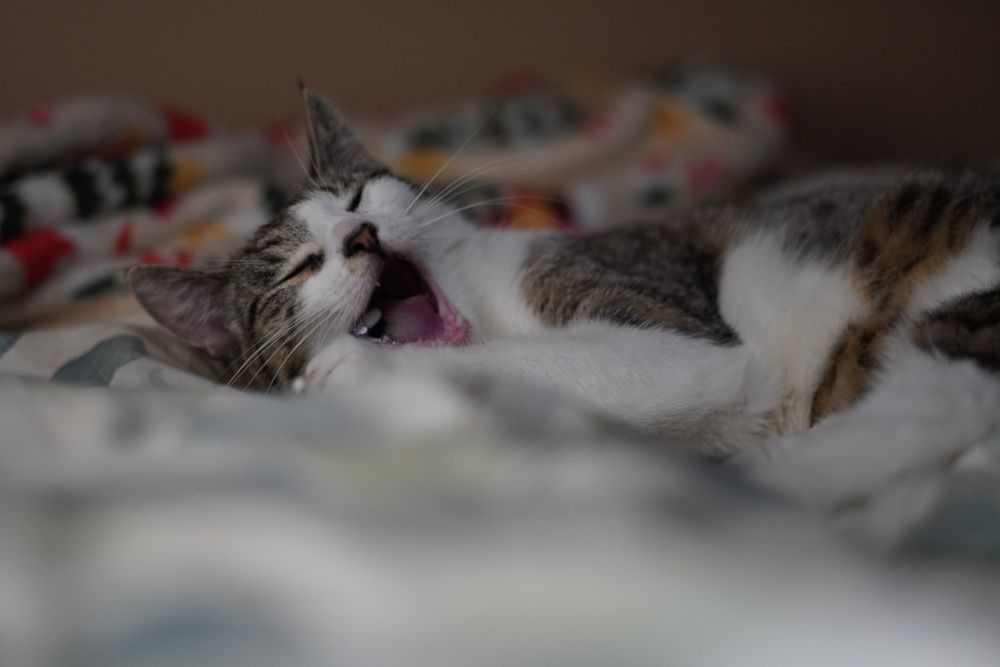 Juleczka- dorosła kotka wielkości kociaka szuka cierpliwego domu