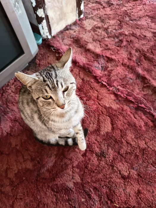 Zaginiony zwierzęta  znalezienia kotkow porzuconych