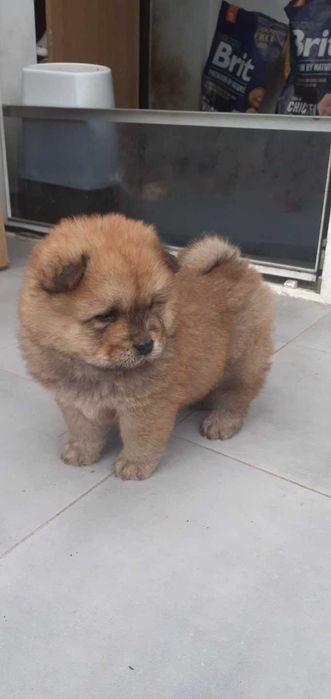 Śliczny szczeniaczek chow chow Gotowy do zmiany domu