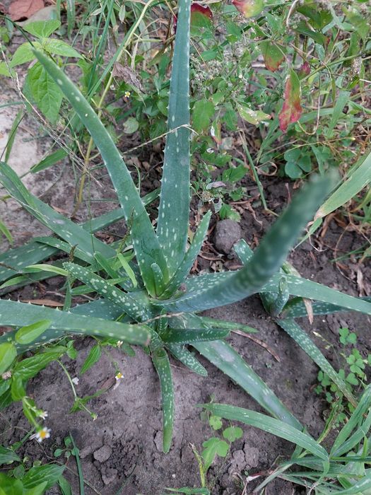 Алоє 3-х річки недорого