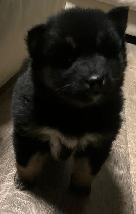 Shiba Inu samczyk! Gotowy do odbioru!