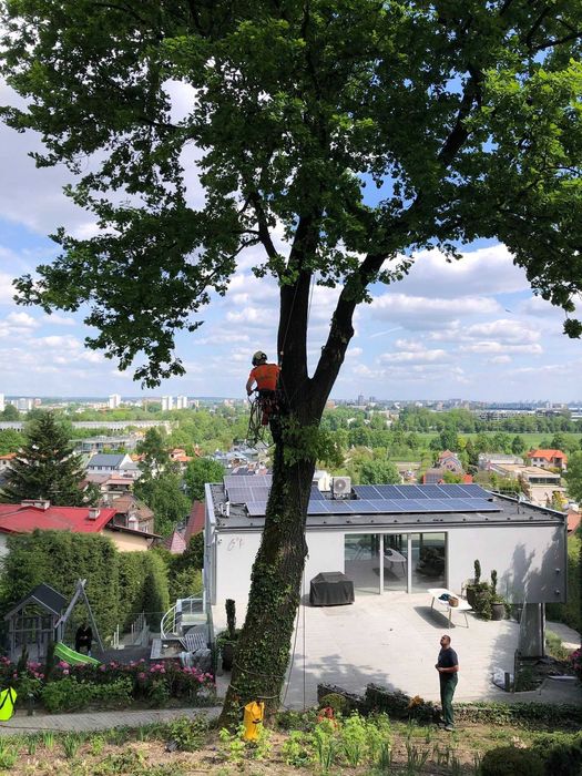 WYCINKA i pielęgnacja DRZEW ARBORYSTA rębak do gałęzi frezowanie pni