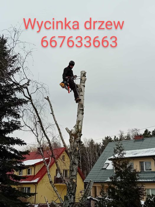 Wycinka drzew, usługi alpinistyczne, mycie dachów, malowanie dachów.