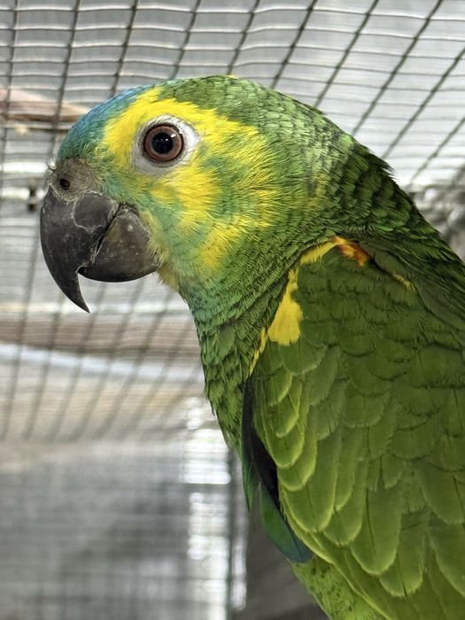 Amazona aestiva xanthopteryx