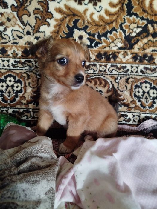 Цуценятко шукає родину!