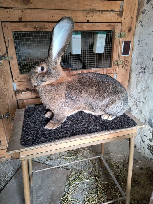 Olbrzym belgijski samica