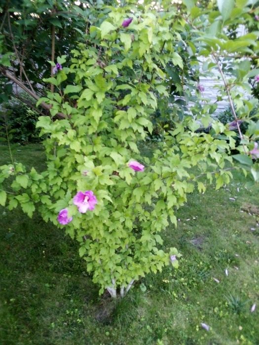 Великий Гібіскус