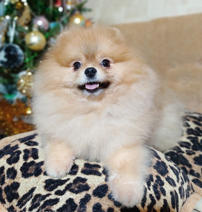 ВЯЗКА.  Померанский шпиц.