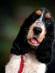 Cocker Spaniel Angielski - suczka Tricolor, rodowód