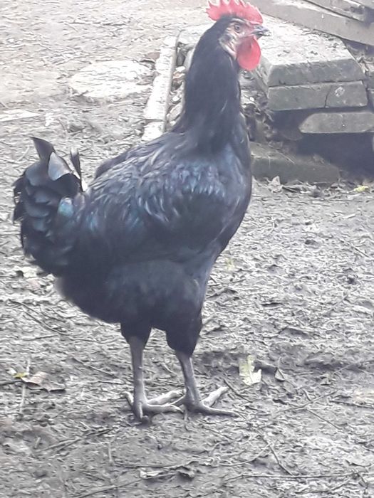 Півники Джерсійський гігант