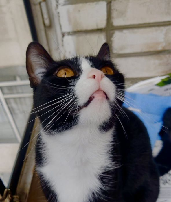 Киця з бурштиновими очима у добрі руки