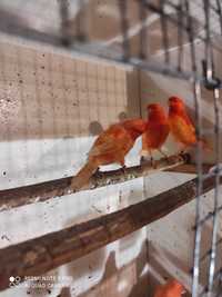 Kanarki Czerwone samce i samice