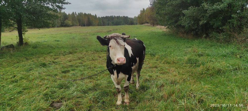Sprzedam krowę mleczną