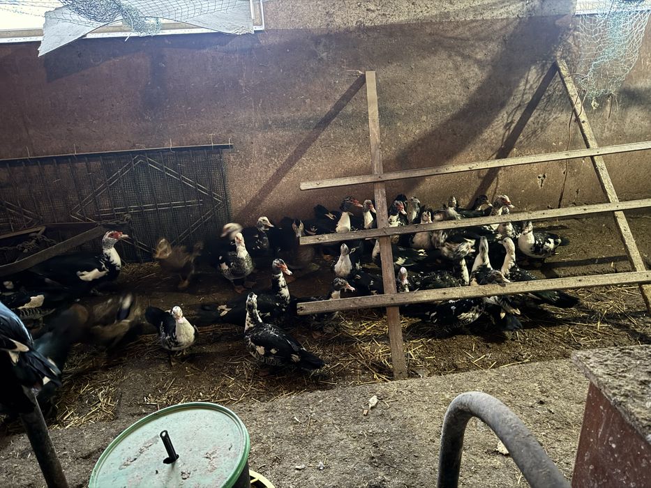 Sprzedam Kaczki francuskie