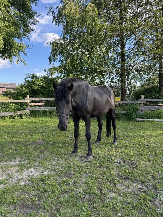 hucul do towarzystwa