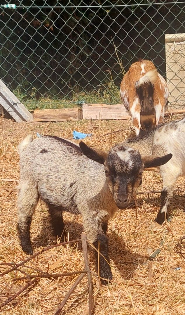 Cabras Anãs fêmeas