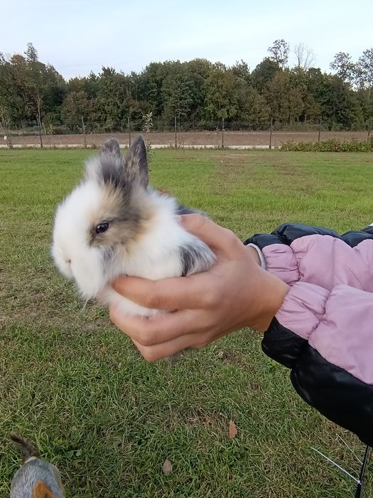 Królik miniaturka