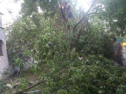 Спил Деревьев, Кронацея, Выкорчёвка пней, Уборка территории