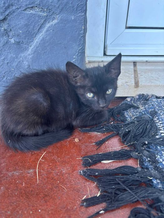 Adoção gatinhos !