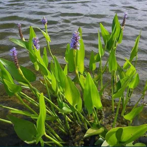 Понтедерия сердцелистная (Pontederia cordata).