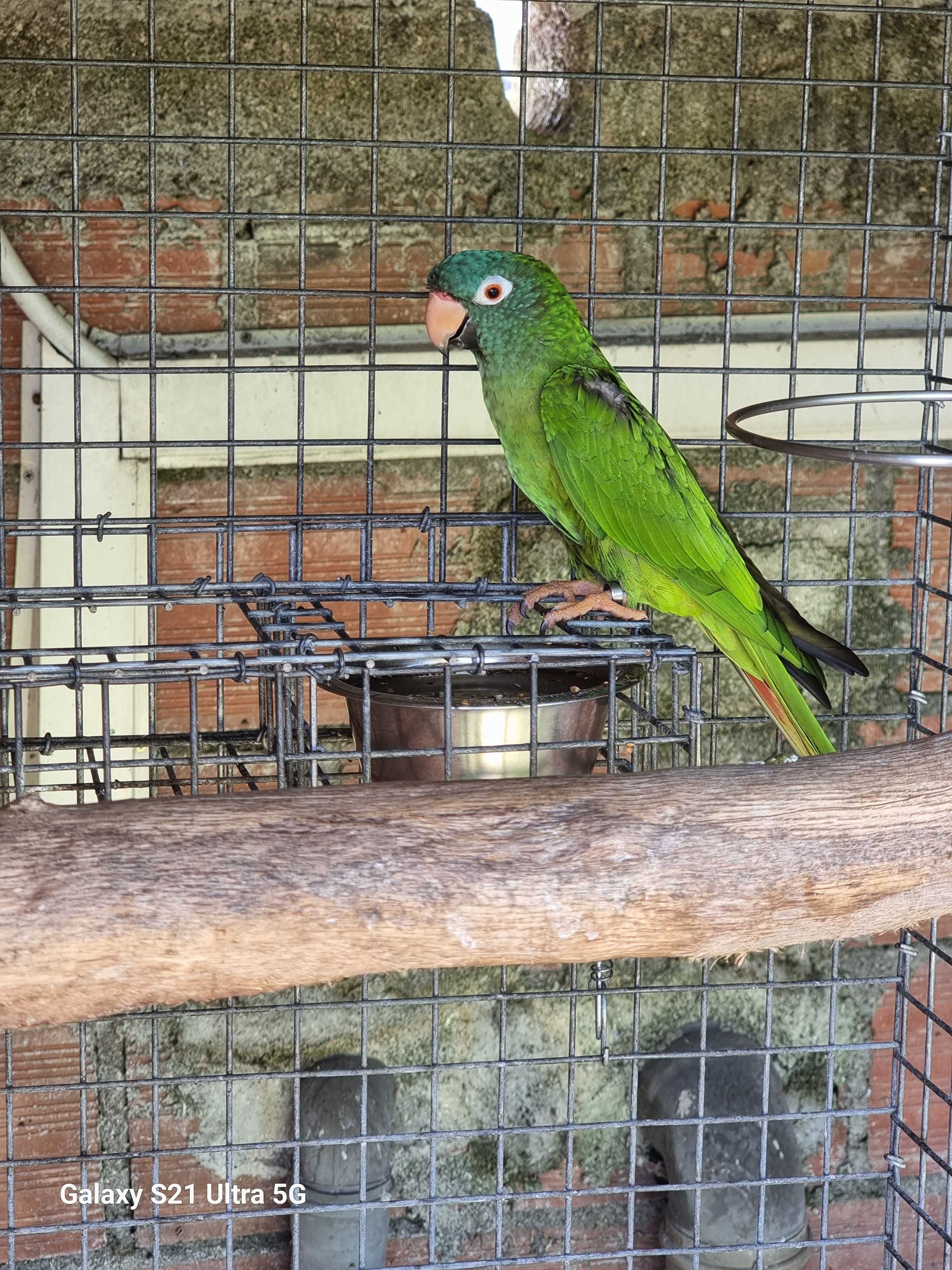 Aratinga acuticaudata