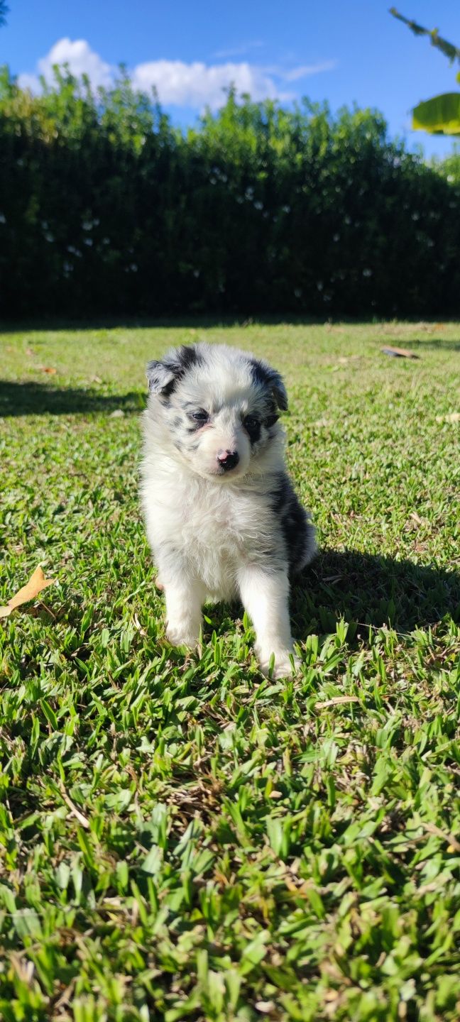 Border Collie Blue Merle fêmea