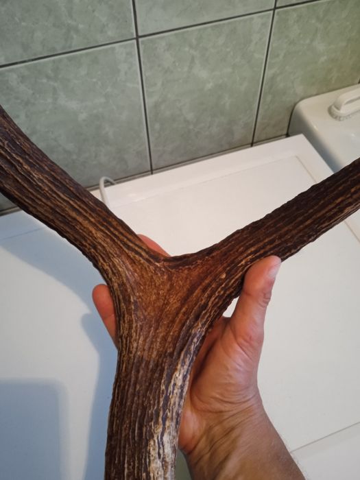 Poroże jelenia Rosocha Zrzut łosia poroże łosia jelenia parostki