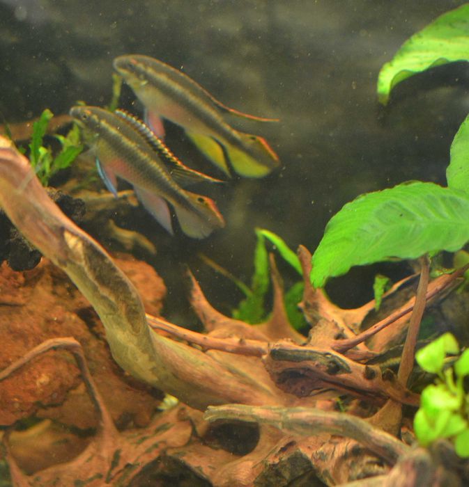 Barwniak czerwonobrzuchy młode i duże od 1,5cm -Pelvicachromis pulcher