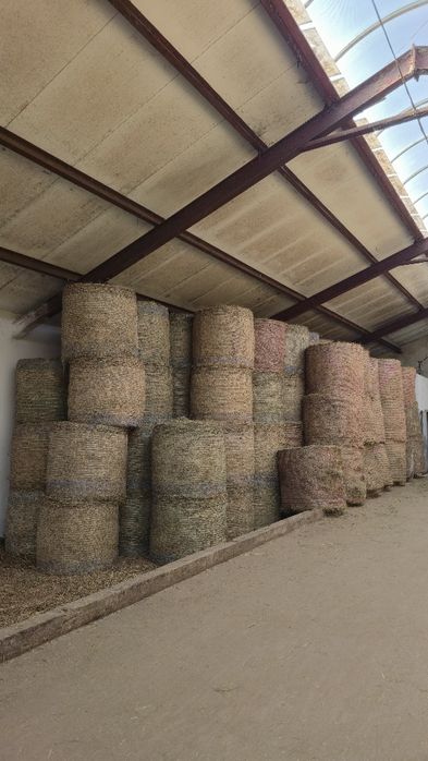 Siano pogodne  w belach 125 cm