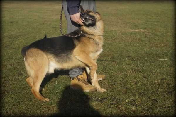 Rysiu - energiczny psiak szuka nowego domku