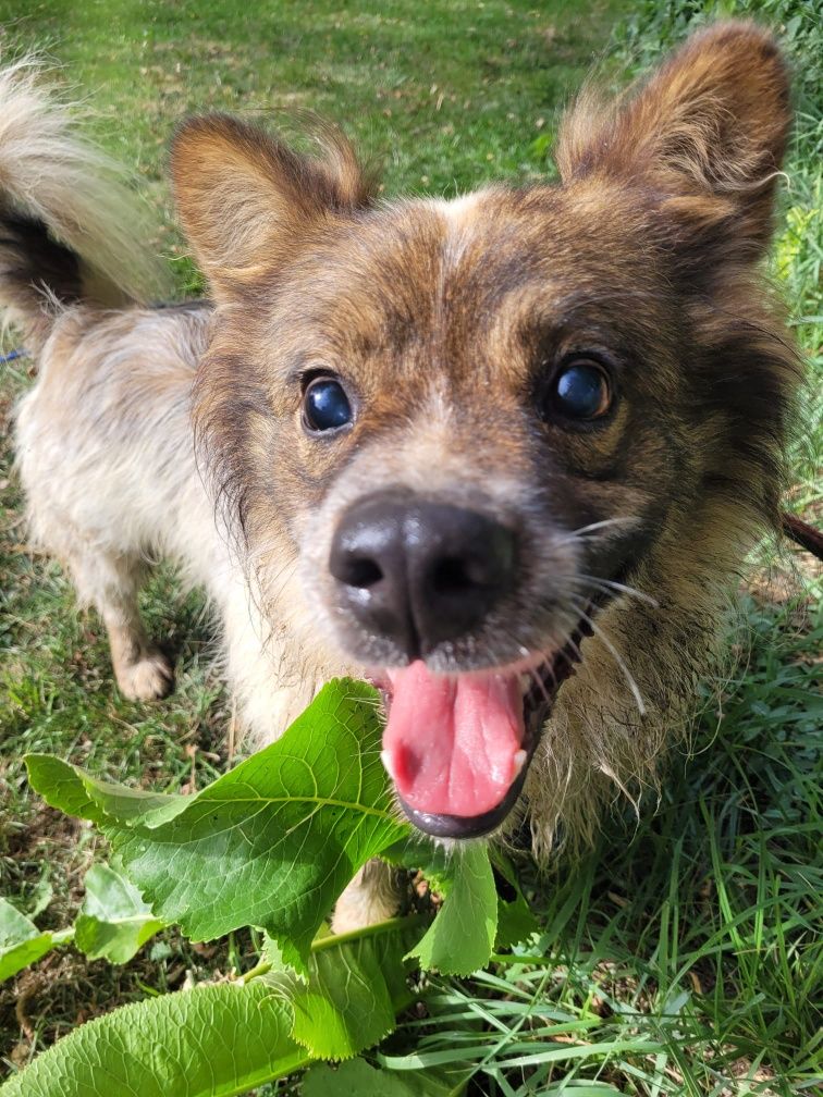 Puszek do adopcji Schronisko Sokołów Podl.