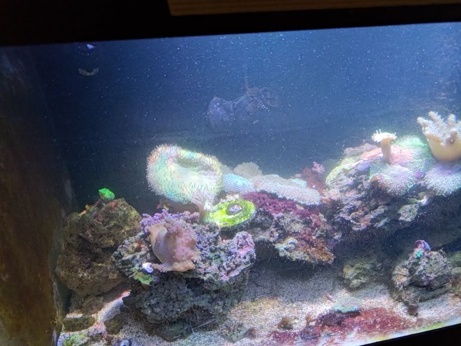 Aquários água salgada