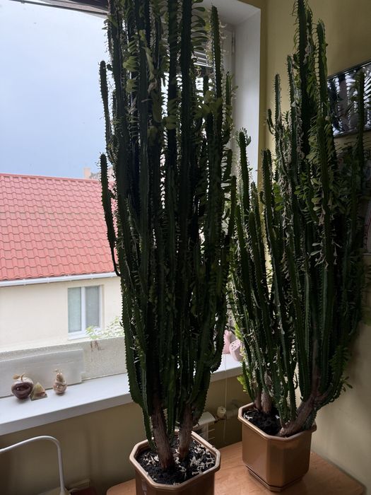 Молочай трикутний