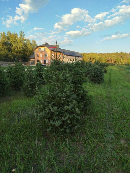 Choinki _ świerki _ przy trasie S7 (Białobrzegi)